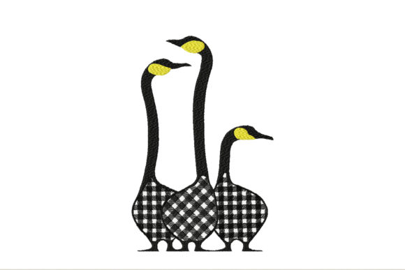 Farm Black and White Geese